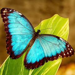 La biodiversità delle farfalle 