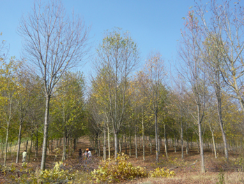 impianto di arboricoltura