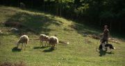 marco ferrero con le sue pecore al pascolo
