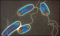 Legionella
