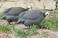 Gallina faraona grigia comune