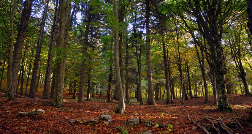 Foresta