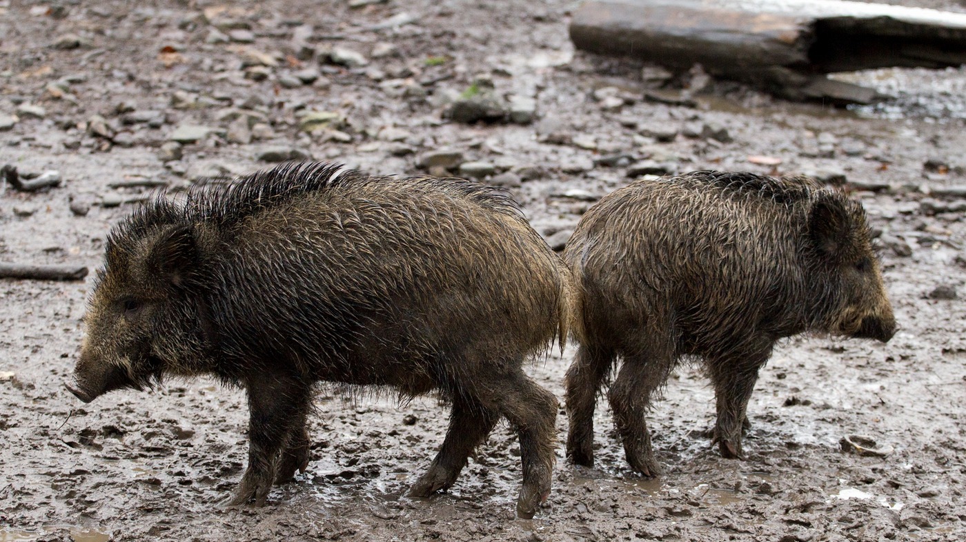 Incidenti Stradali Da Animali Selvatici Ad Alessandria Il Primo Degli 