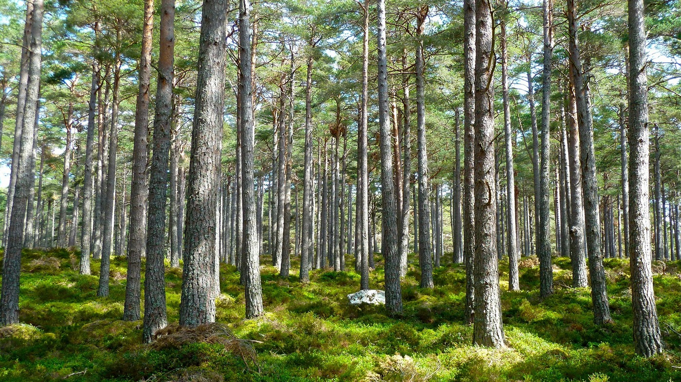 La Foresta Condivisa Del Po Piemontese Un Progetto Per Contrastare I