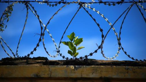 Pianta verde che spunta da un carcere