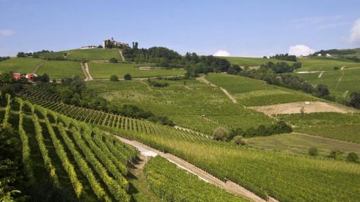Vigneti in Piemonte