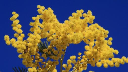 Mimose
