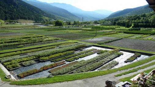 Il vivaio di Fenestrelle (TO)