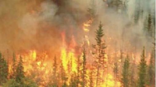incendio di chioma 
