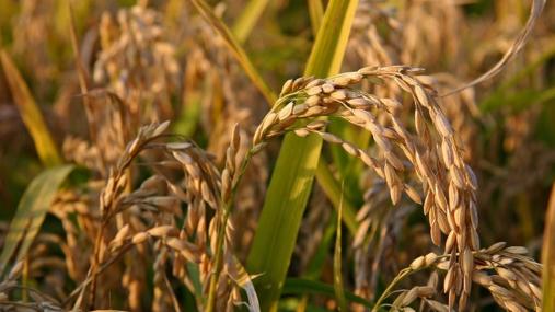 Protocollo sulla coltivazione del riso