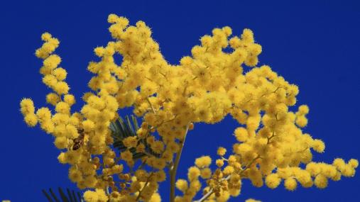 Mimose 