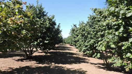 Ricerca applicata per salvare la Nocciola tonda gentile