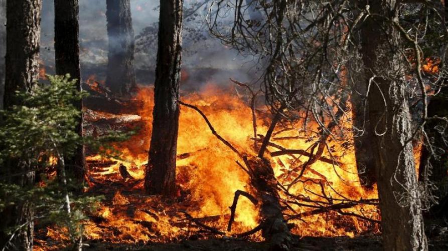 incendio nel bosco 
