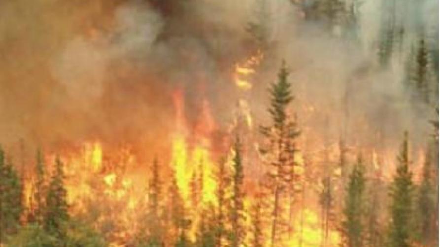 incendio di chioma 