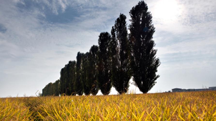 Pianura novarese. Risaie e canneti 