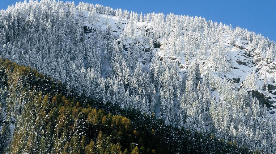 Dettaglio montagna con bosco di conifere innevato 