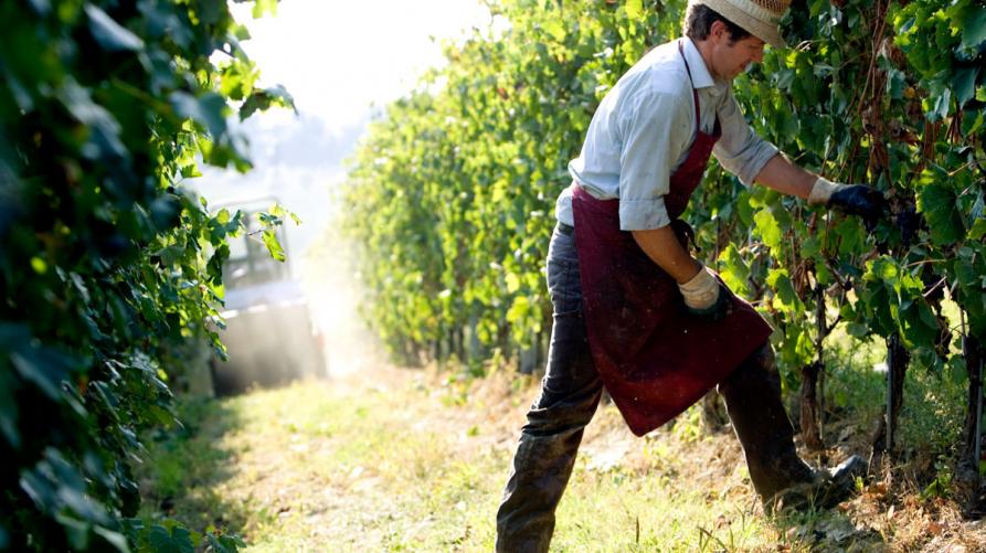 Vignaiolo tra i filari 