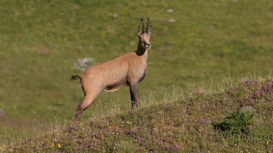 Femmina adulta di camoscio, crediti: Luca Giunti (archivio CeDRAP)