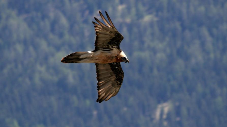 Gipeto adulto in volo, crediti: Dante Alpe (archivio CeDRAP)