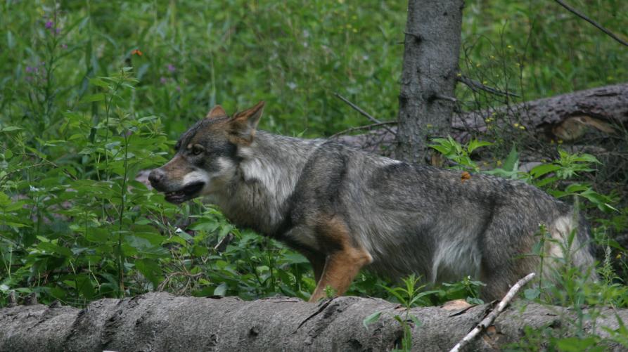 lupo adulto nel bosco, crediti: Dante Alpe (archivio CeDRAP)