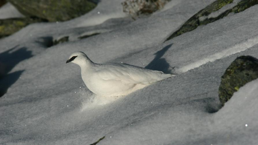 femmina di pernice bianca in abito invernale, crediti: Dante Alpe (archivio CeDRAP)