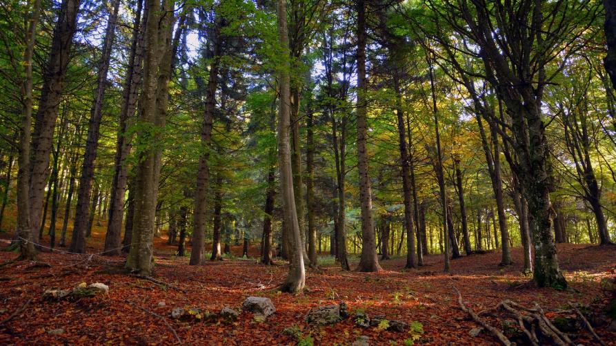Foresta 
