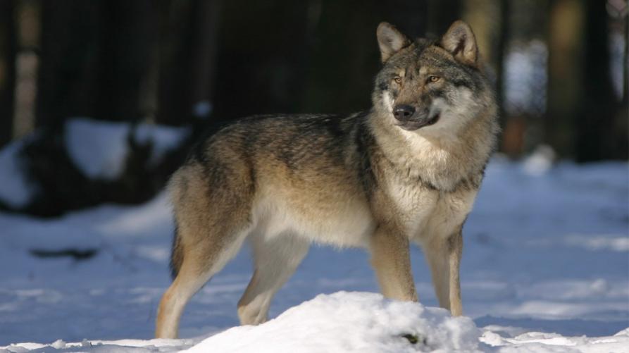 Un lupo tra la neve 