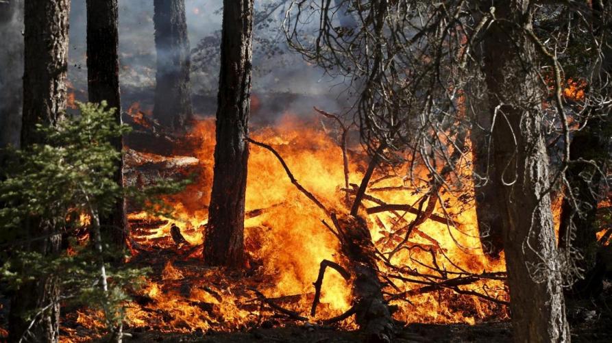 Generica incendio nei boschi