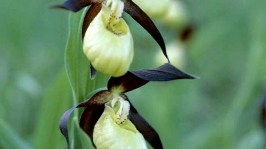 scarpetta di Venere Cypripedium calceolus L.