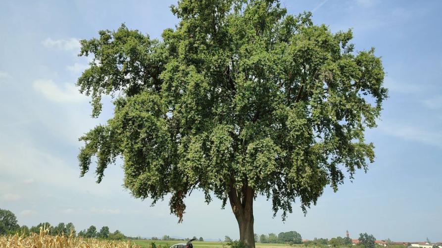 La Farnia di Buttigliera d'Asti 