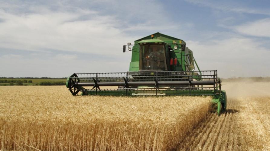 Mietitrebbia che taglia il riso 