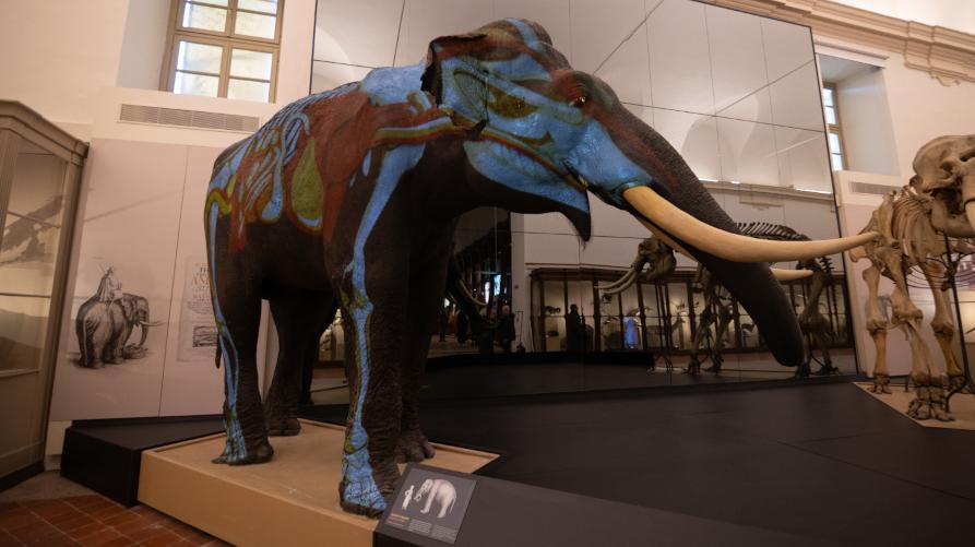 Museo Regionale di Scienze Naturali di Torino. Credito fotografico: ©Simone Benso 