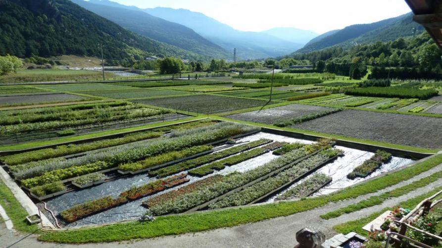 Il vivaio di Fenestrelle (TO) 