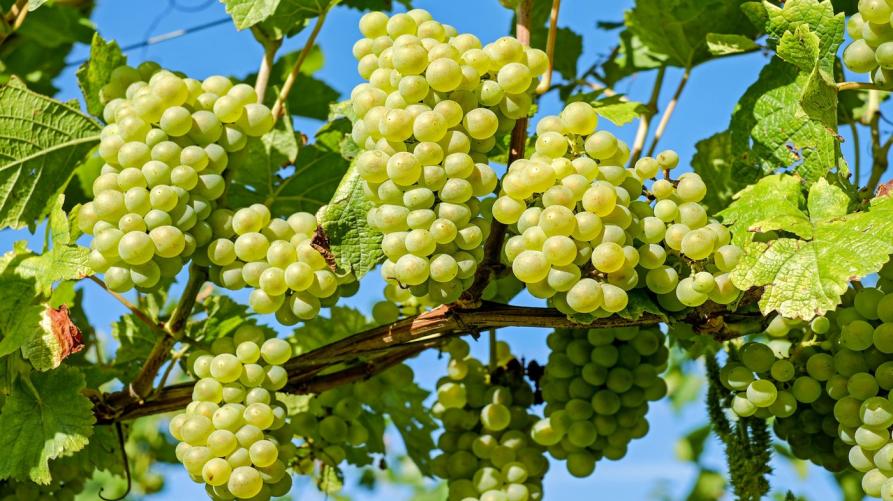 Uva moscato 