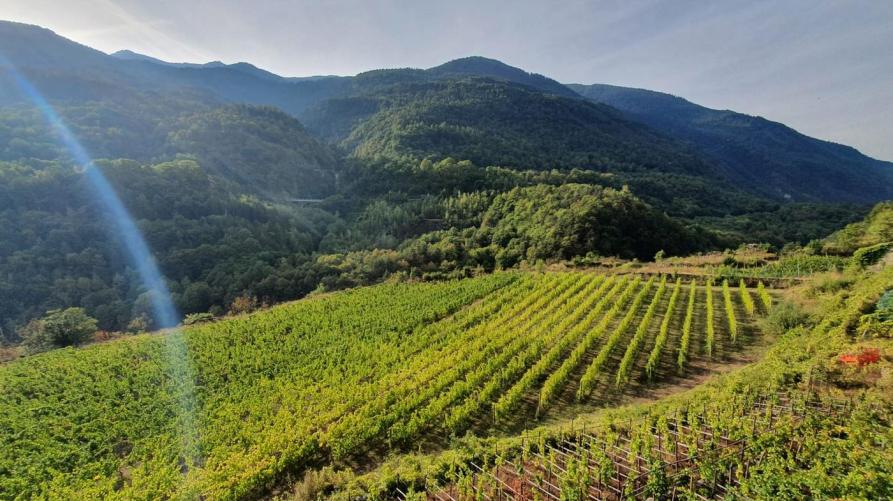 Viticoltura in Alta Valsusa 