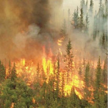 incendio di chioma 