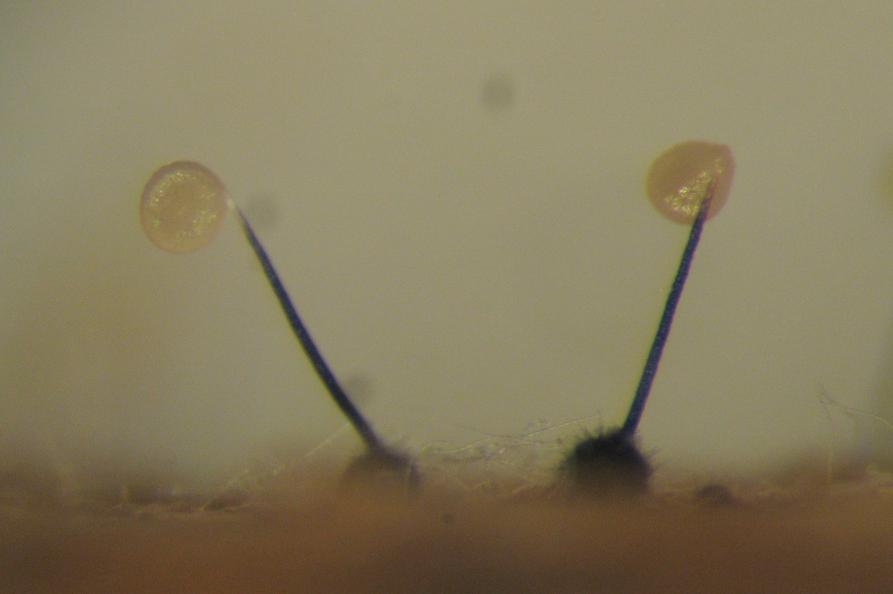 Emissione di guttula contenente ascospore da periteci