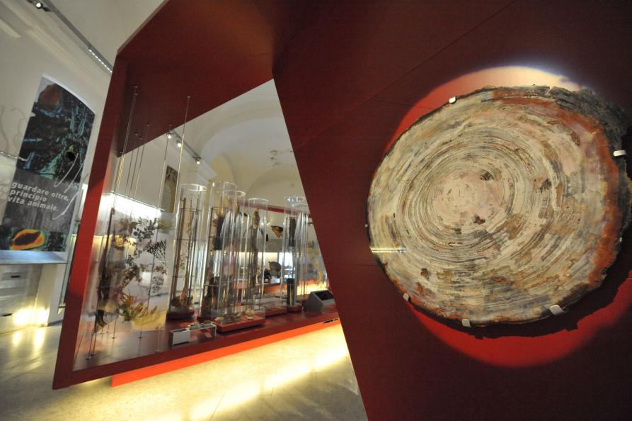 Ingresso, area Mineralogia