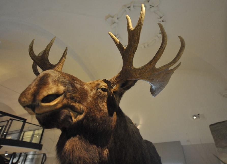 Un esemplare della Collezione zoologica