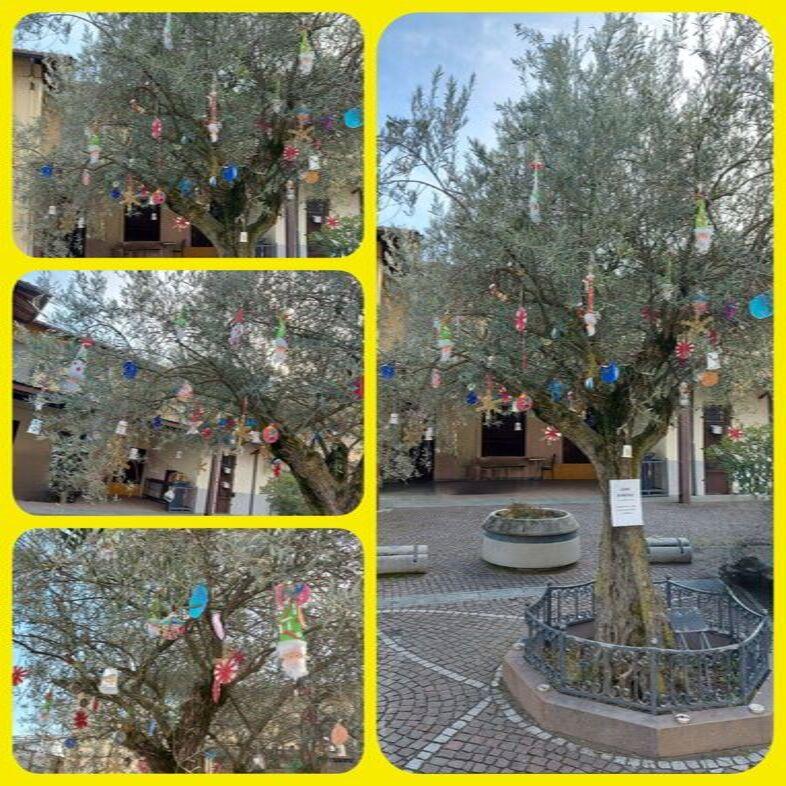 Albero dell’ulivo - ISTITUTO GRAMSCI - ROBASSOMERO - TO 