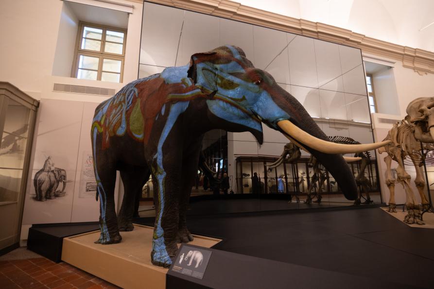 MRSN - Museo Storico di Zoologia 