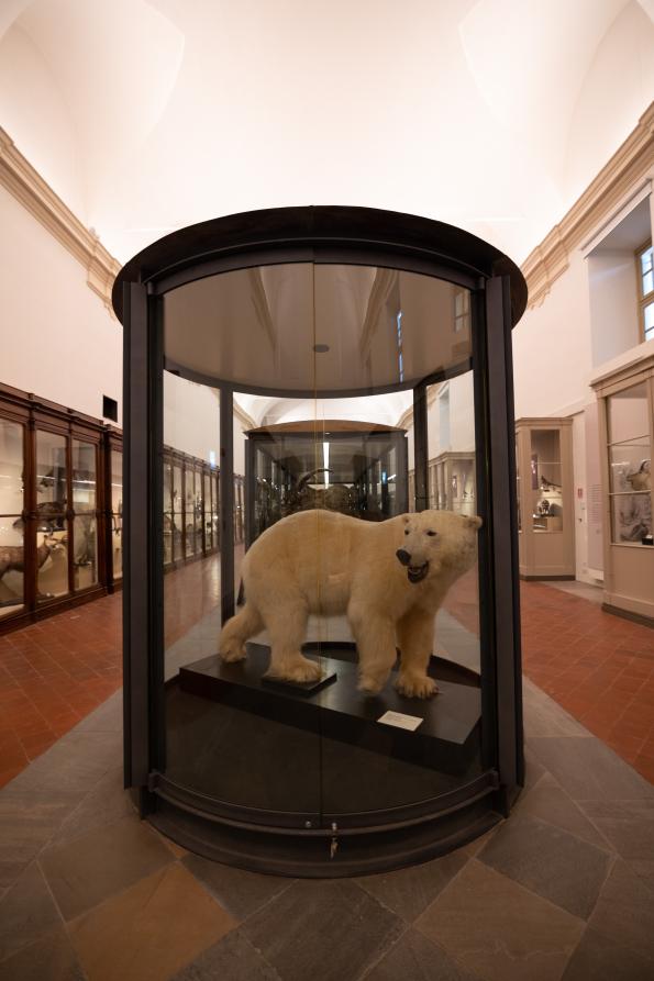 MRSN - Museo Storico di Zoologia 