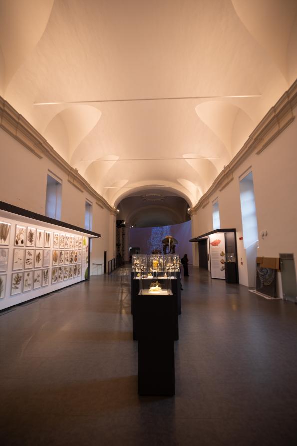 MRSN - Sala delle Meraviglie 