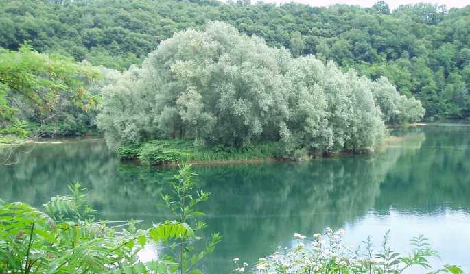 Vidracco (TO). Lago artificiale. La vegetazione che cresce attorno al lago è rigogliosa. Fotografia tratta dal sito del Comune (2025) 