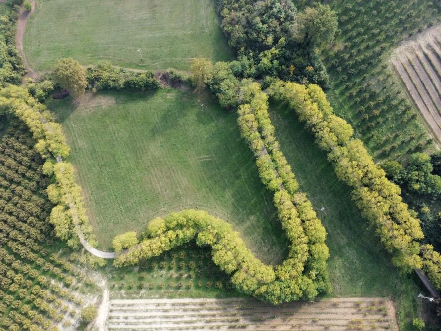 Il filare di Robinia di Castelnuovo Don Bosco 