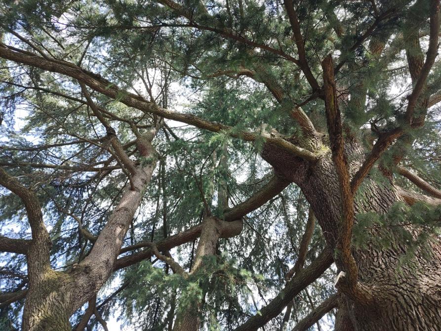 Il Cedro dell'Himalaya di Rivarolo 