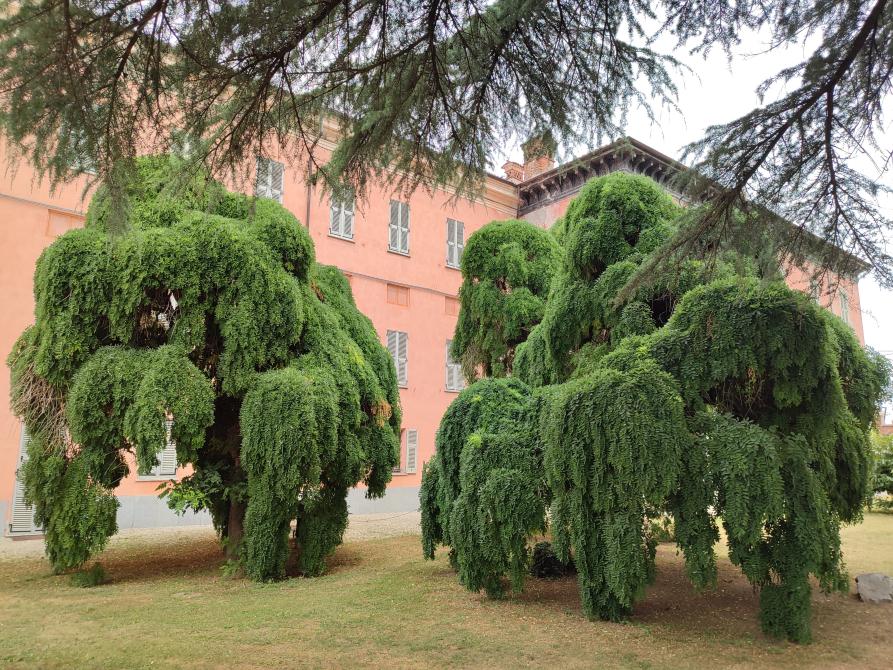 La coppia di Sophora di Rocca de Baldi 