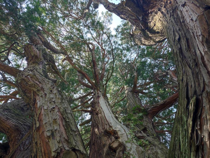 Il Libocedro di Varallo Pombia 