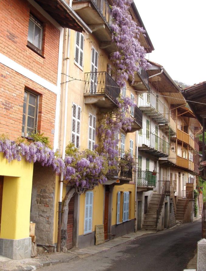 Camandona (BI). A sinistra della strada di Borgata Guelpa le case a quattro piani sfilano con balconate smaltate di verde e ocra. Un glicine centenario fiorito si arrampica sulle pareti ingiallite di una casa con persiane bianche. Fotografia di Ilario Guelpa Piazza 