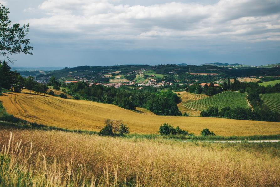Dogliani (CN). In primo piano campi dorati di grano maturo e in lontananza le colline verdeggianti. Il cielo nuvoloso pare promettere pioggia. Immagine tratta dal sito del Comune (2025) 